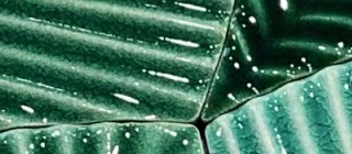 Banana Leaf Tiles Collection TQ43-HT1520706HZ
